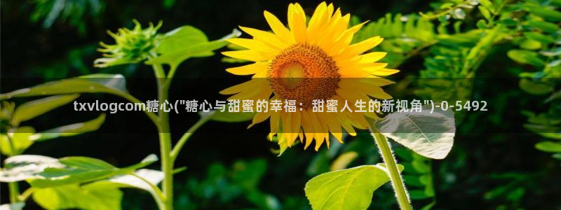 糖心vlog网页版免费观看：txvlogcom糖